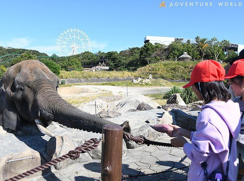 動物たちと農業・食の循環を体験するプログラムすさみ町立周参見小学校の１・２年生２９名が春に植えたサツマイモを収穫パークの動物たちへプレゼント