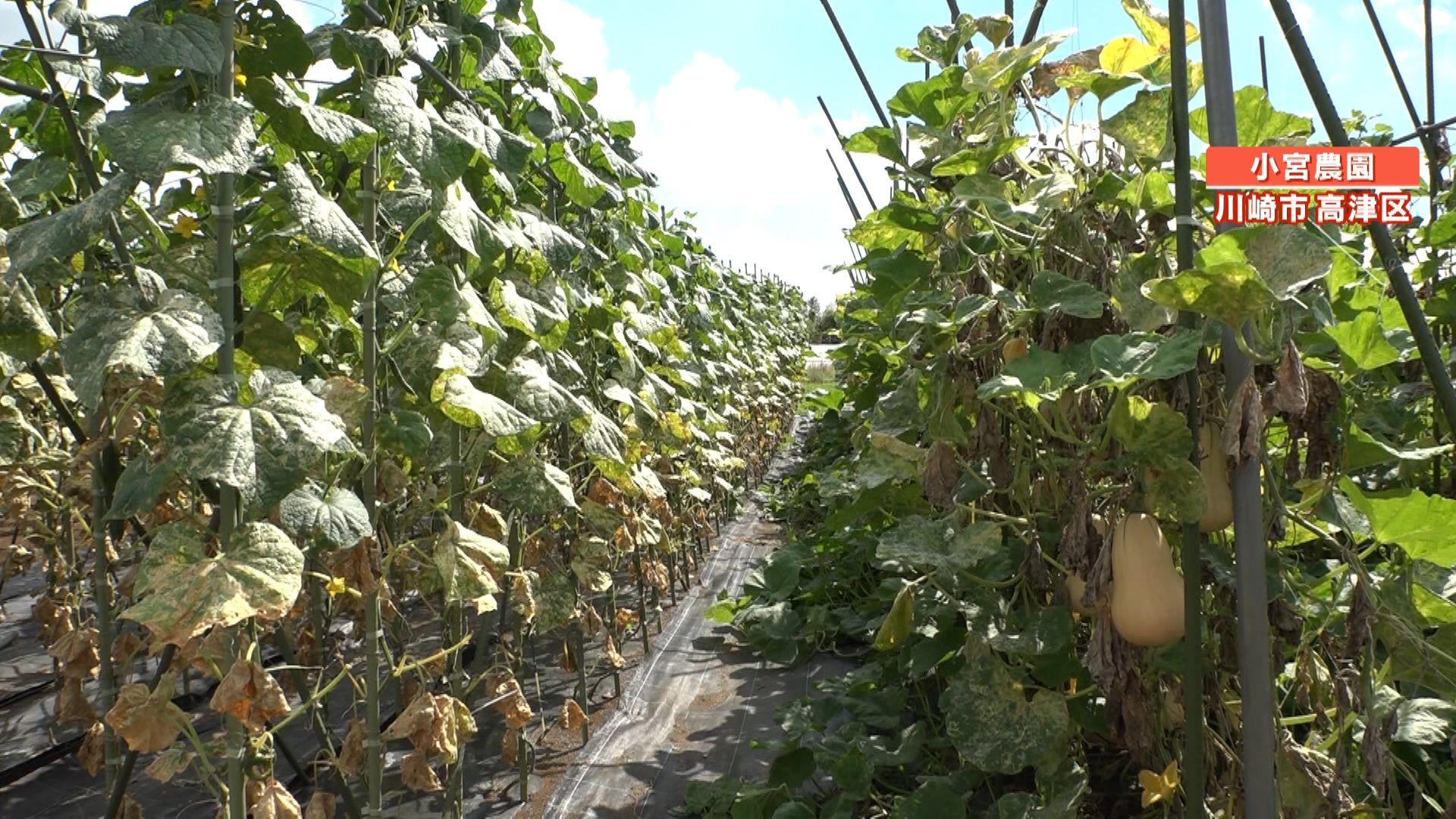 め8野菜高騰 (15)