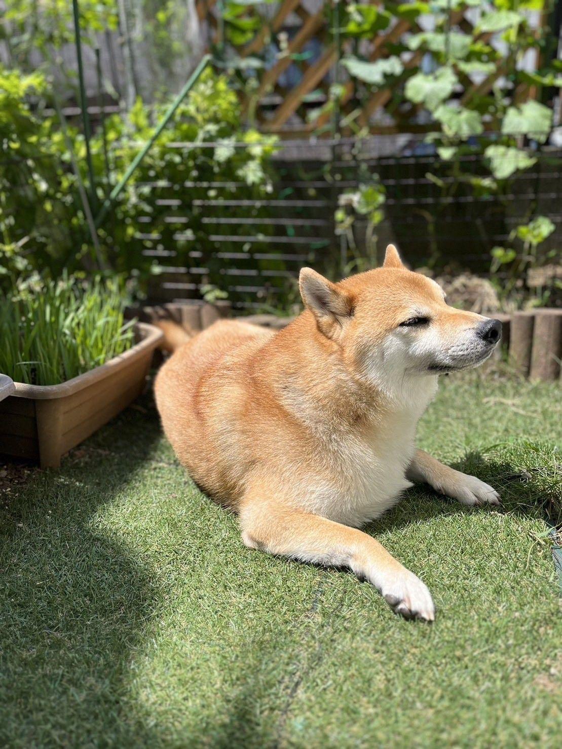 くまくん　犬