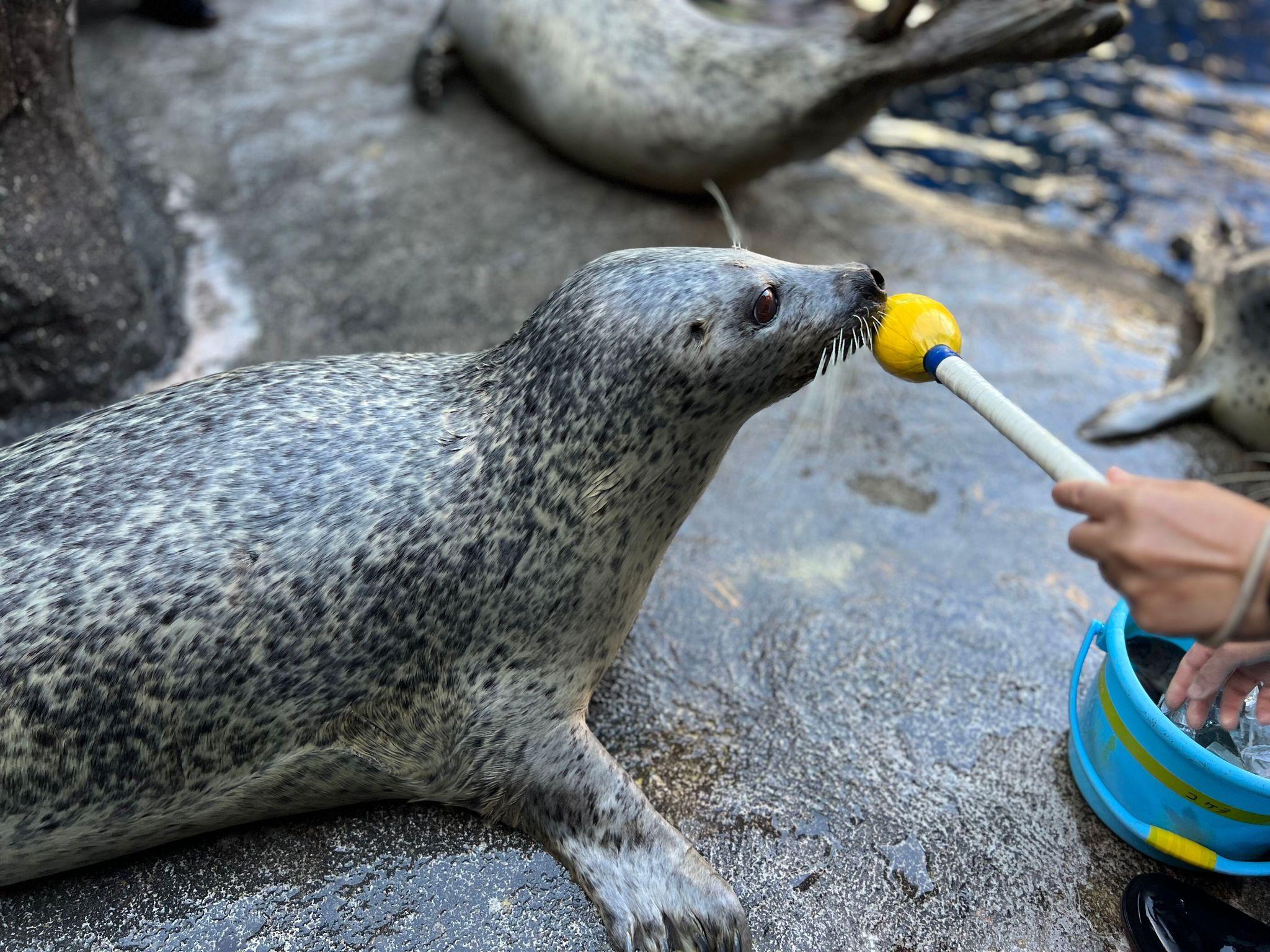 提供：上越市立水族博物館 うみがたり 