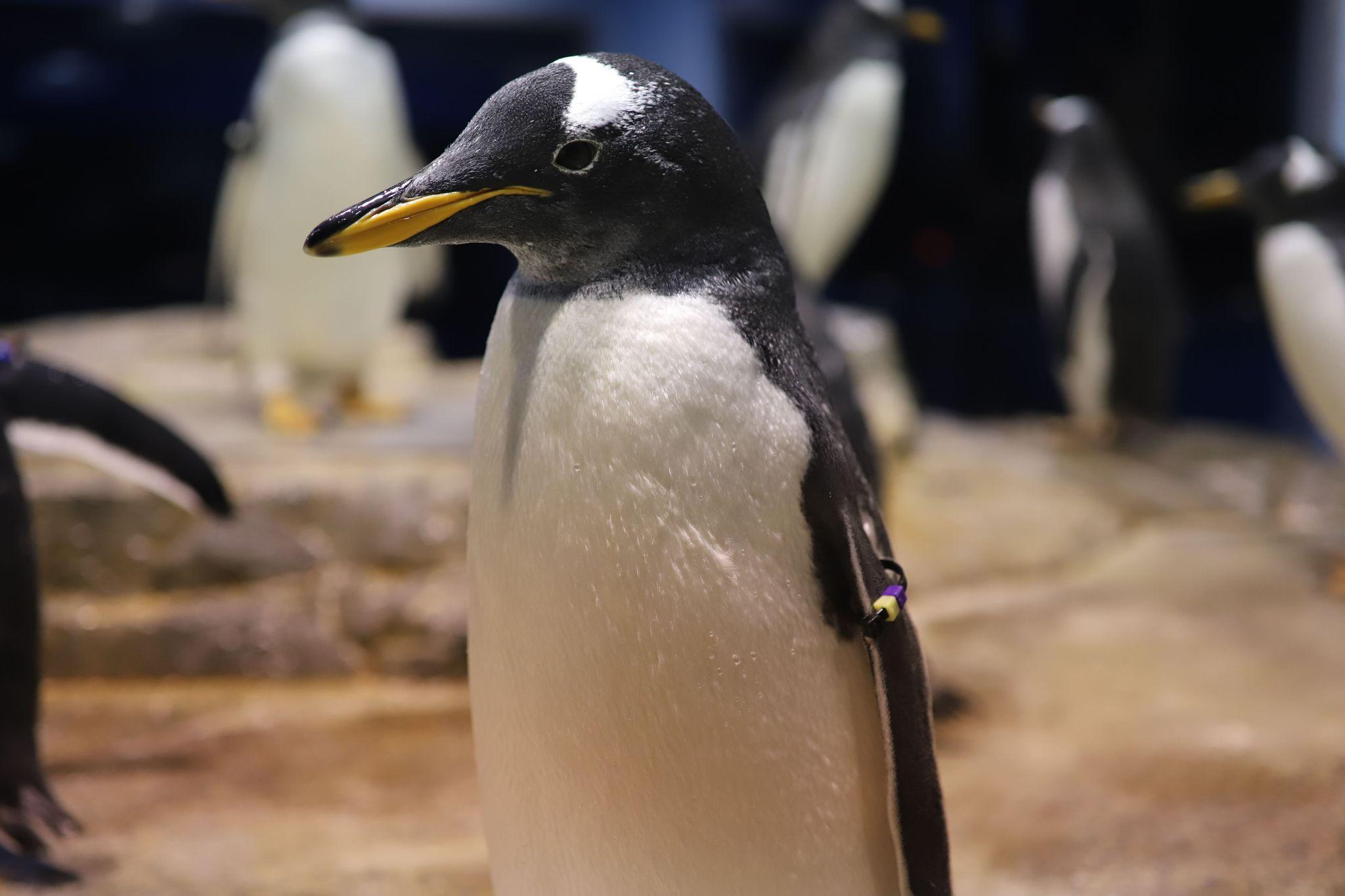 ジェンツーペンギン２（提供：市立しものせき水族館｢海響館｣）