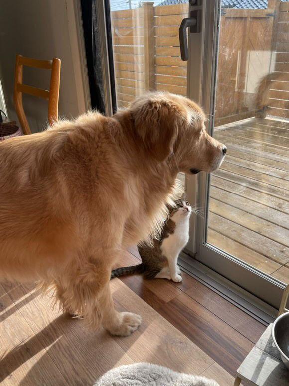 寝ている大型犬にかまちょする猫