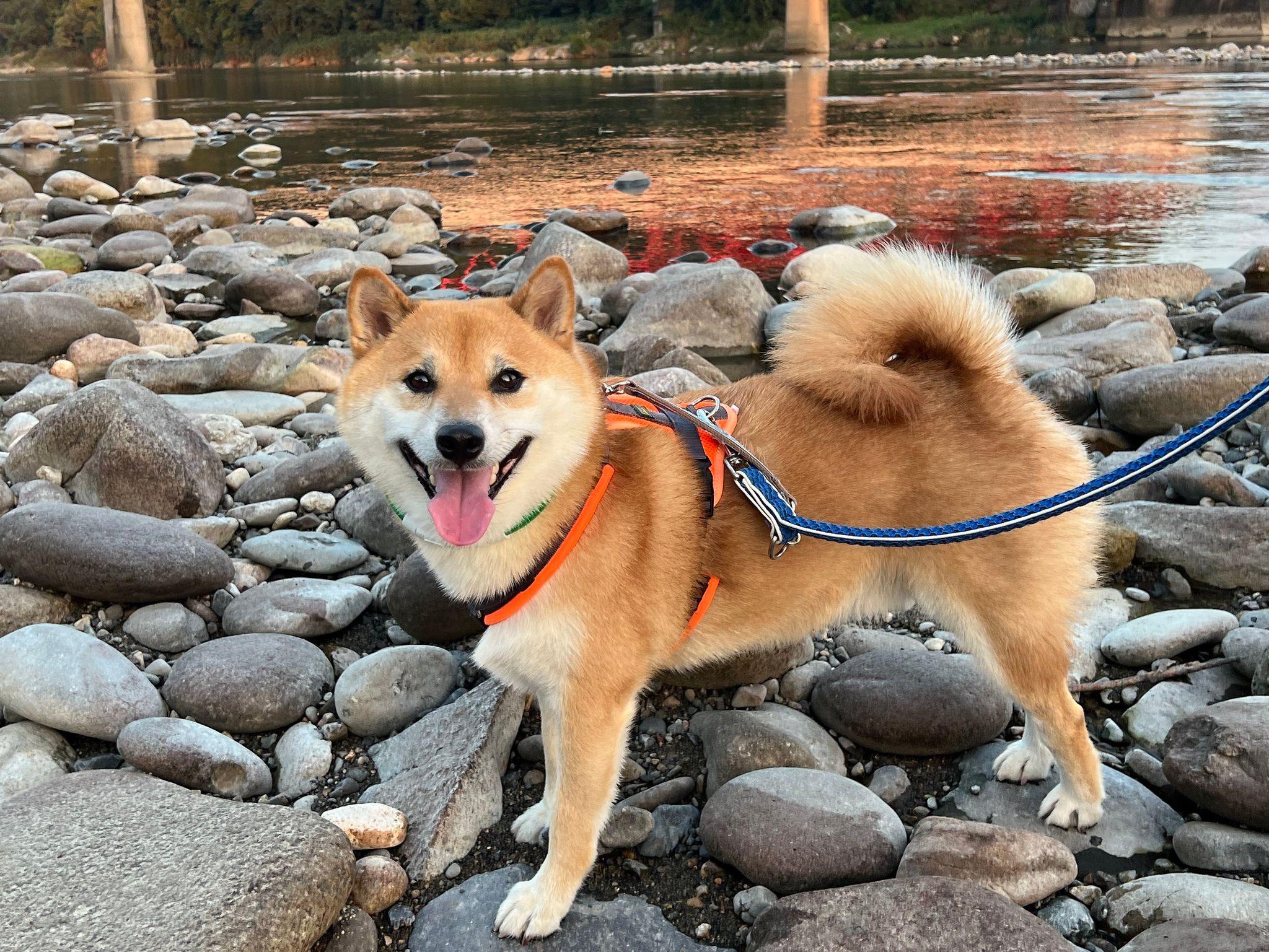 柴犬　ふう太