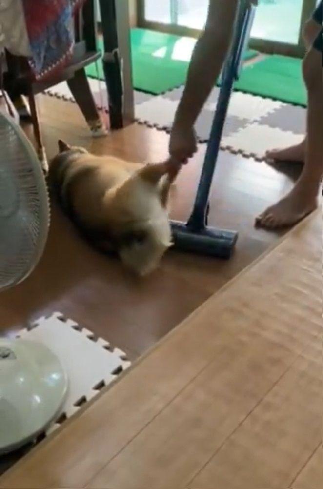 微動だにしない柴犬２