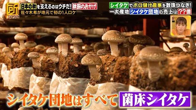 佐々木希「おかげですシリーズ」で故郷・秋田県へロケ初出動！シイタケ団地を紹介_bodies