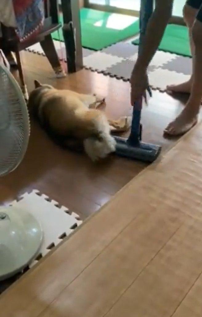 微動だにしない柴犬７