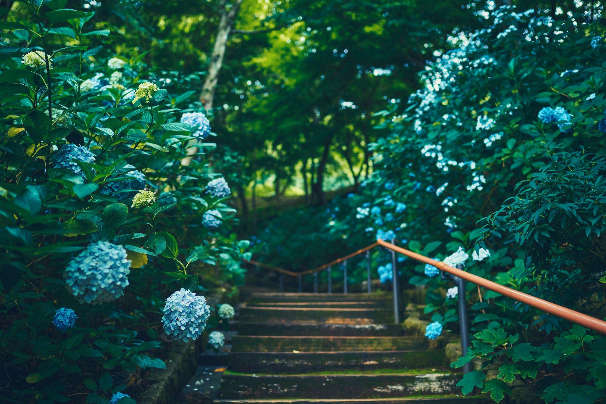神戸の”隠れアジサイスポット？”神戸布引ハーブ園。「アジサイ」が見ごろを迎えました。園内の各所に様々なロケーションの「アジサイのある初夏の風景」が。瑞々しい情景に心が涼みます。