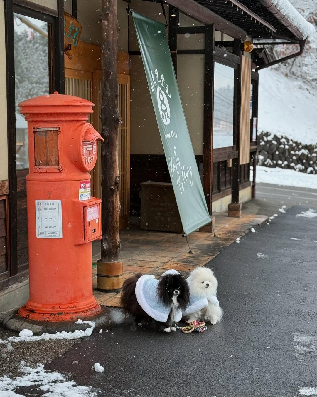 雪ポメラニアン旅行