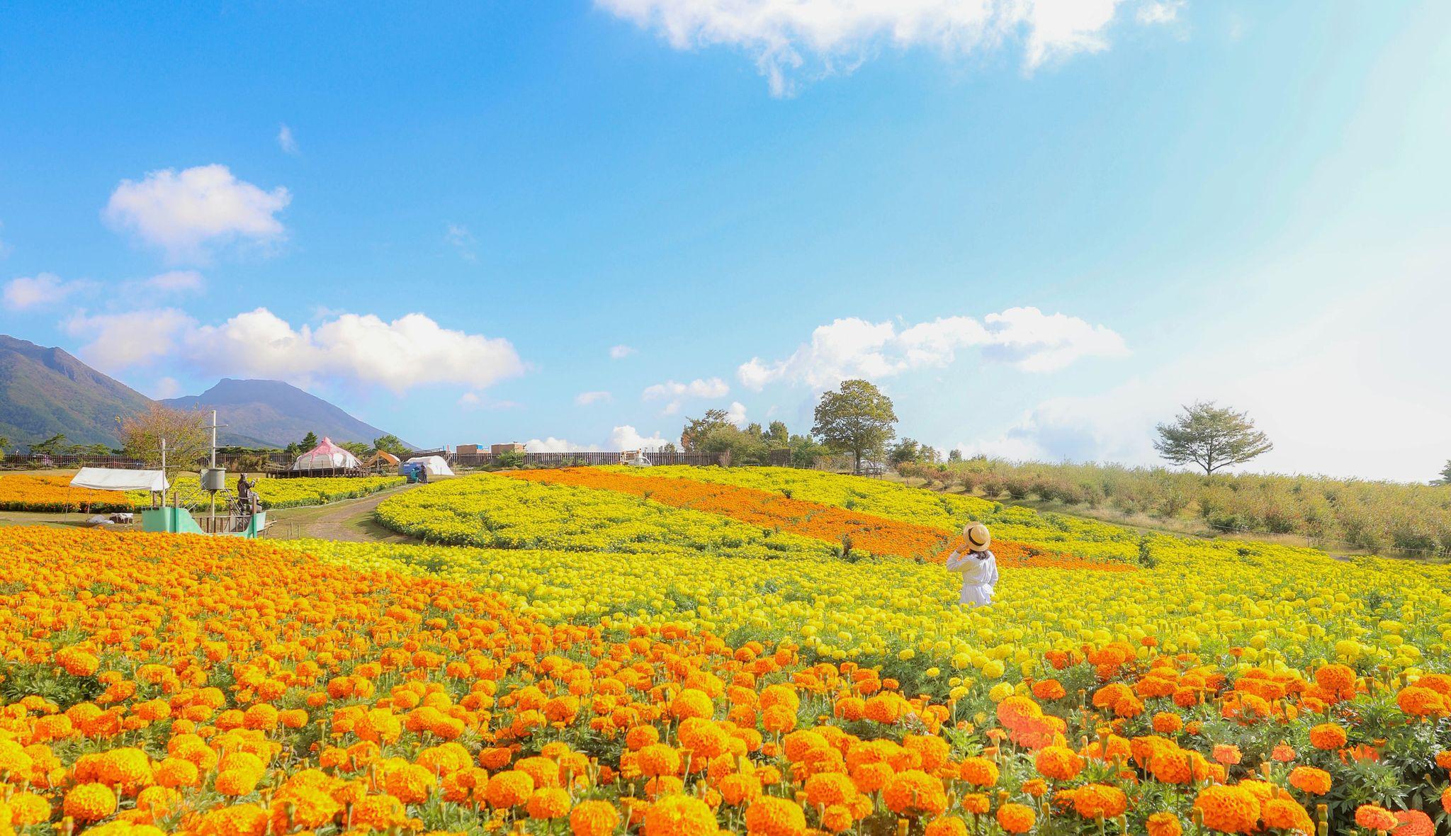 くじゅう花公園オータムフラワーフェスタ9月14日（土）から開催