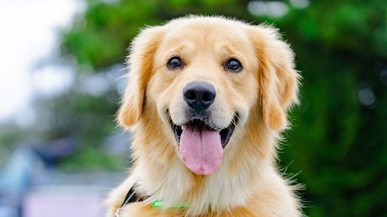 「犬も顔浮腫むんや！」ゴールデンレトリバーの寝起き姿が話題！「ボサボサな寝癖が愛おしい！」【激かわアニマル奇跡の瞬間】