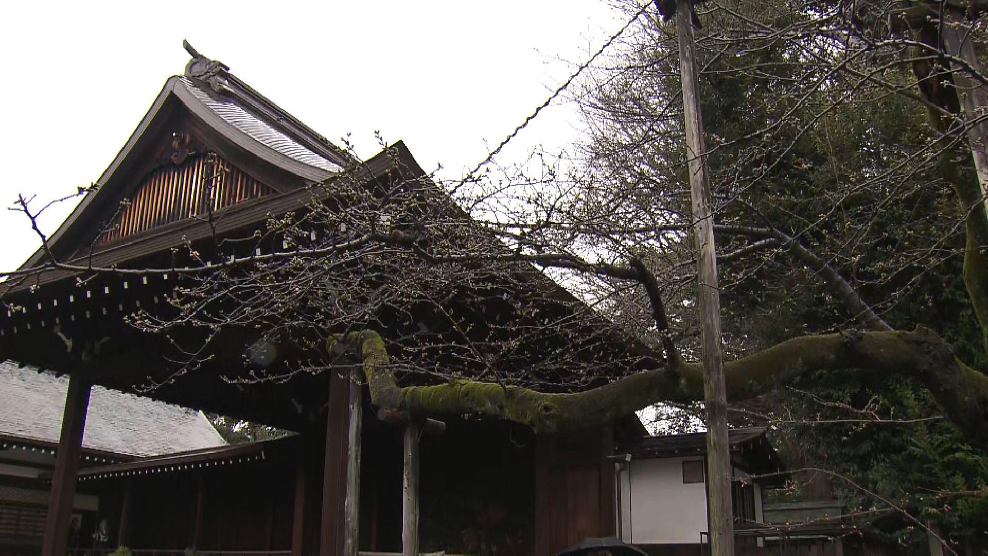 め８　桜　標本木①