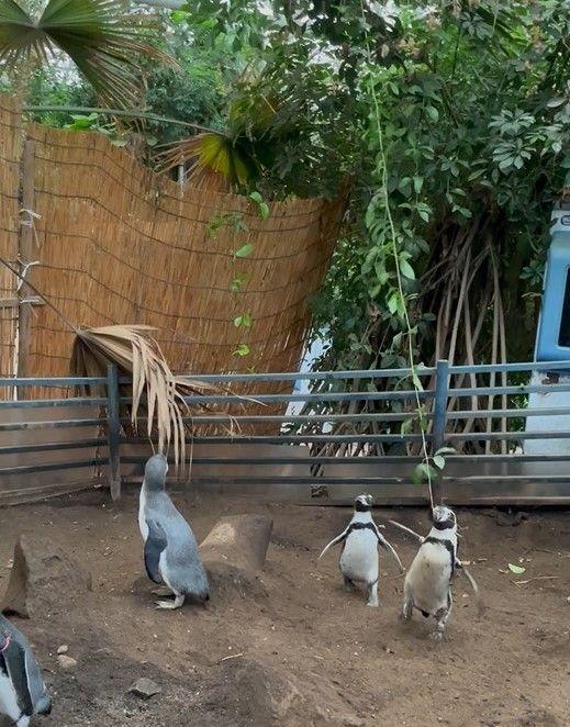 伊勢シーパラダイスペンギン葉っぱ遊び6トリミング済み