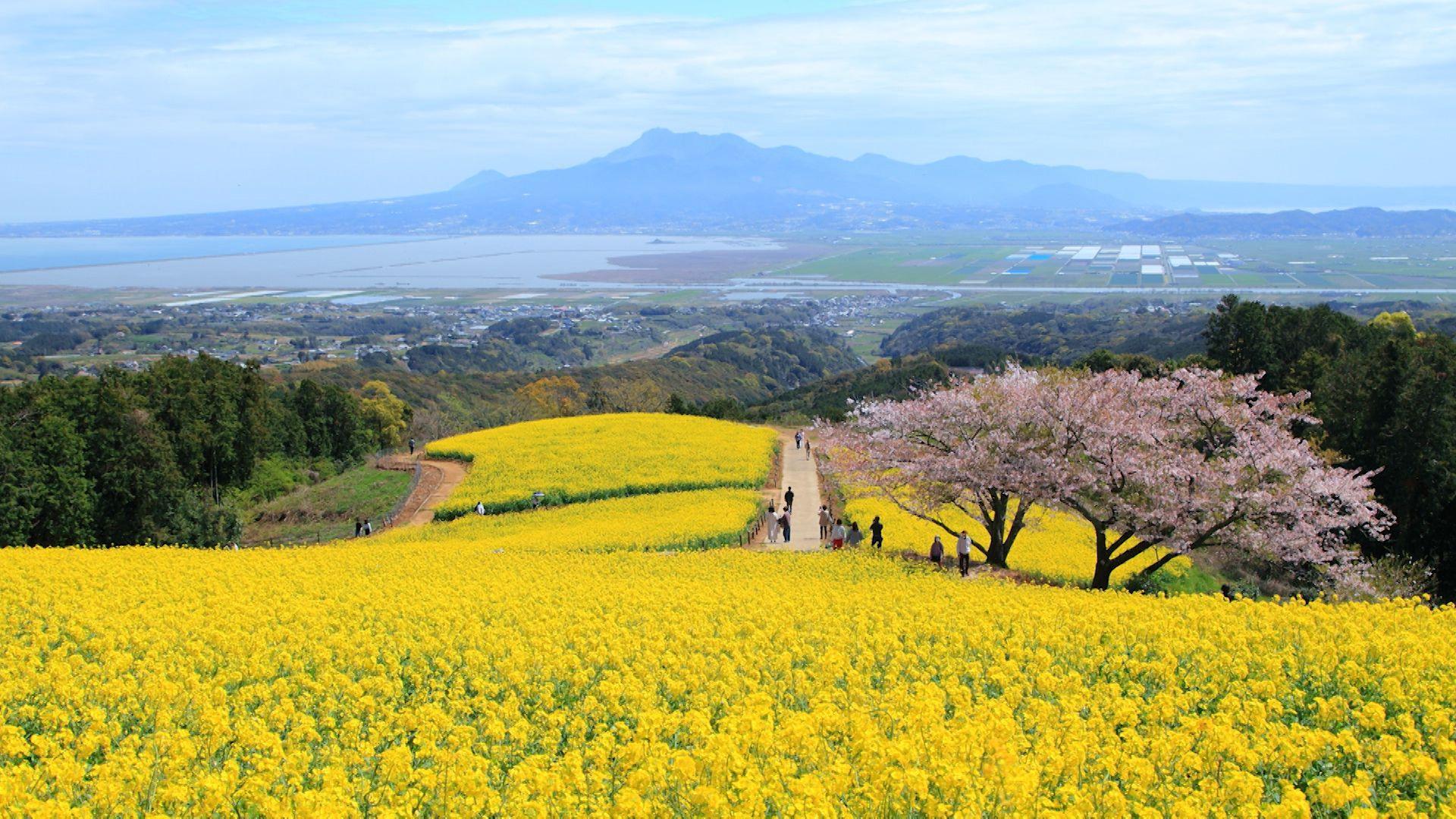 春休みに行きたい！全国の桜×菜の花スポット5選　ピンクと黄色のコントラストが圧巻！
