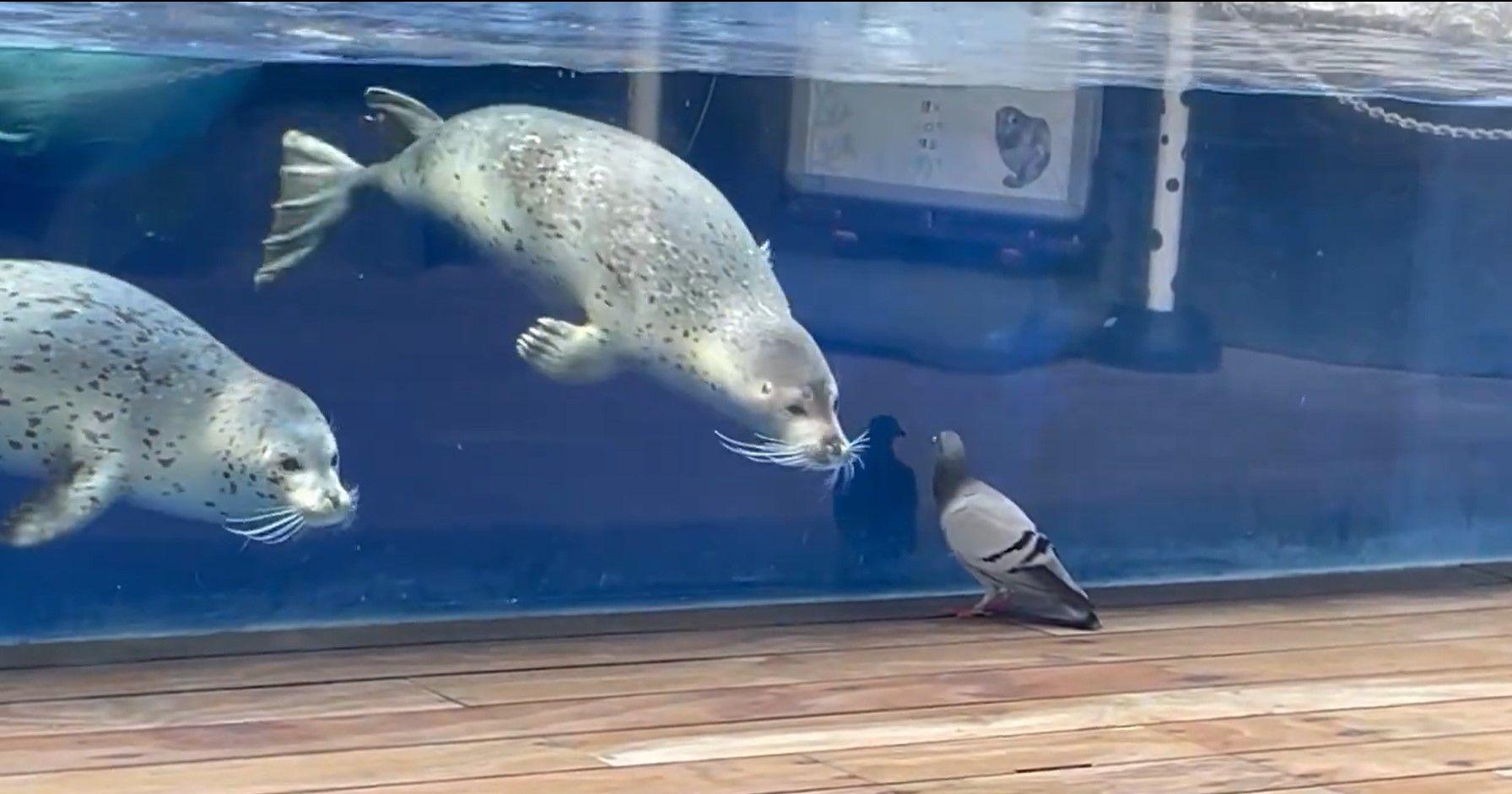 提供：上越市立水族博物館うみがたり