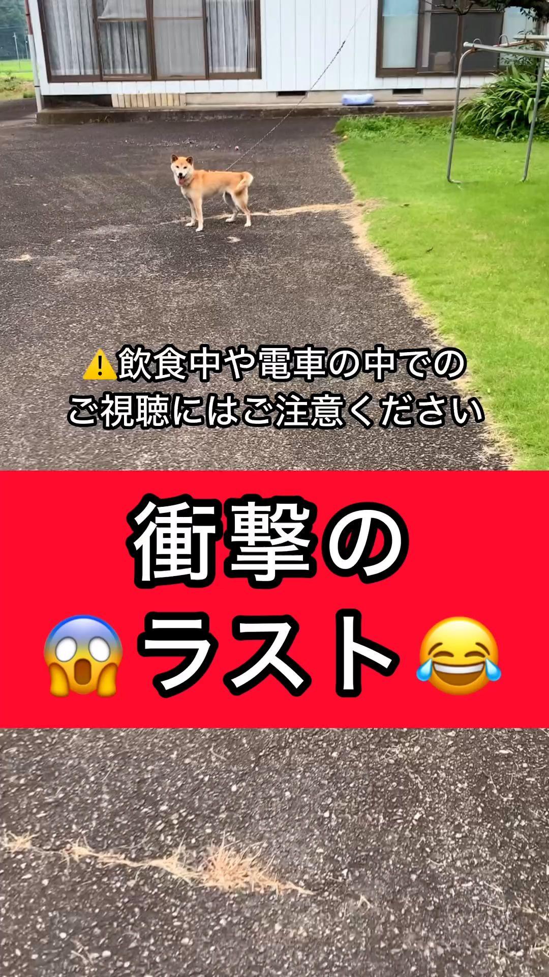 "この世の終わり！？"散歩後 柴犬の変わり果てた姿に「違う子連れて帰ってきたやん」爆笑する人続出！【激かわアニマル奇跡の瞬間】