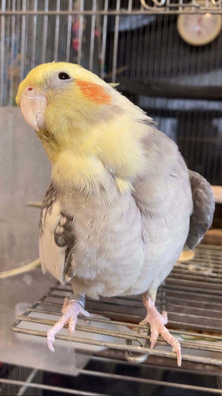 インコ