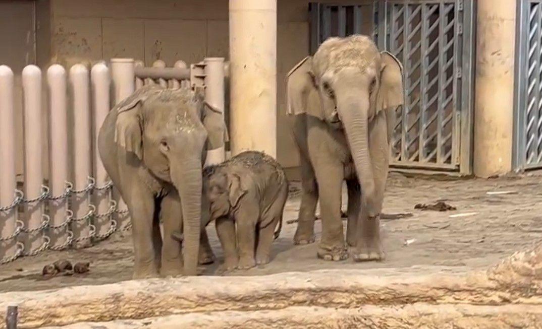 アジアゾウ・円山動物園21