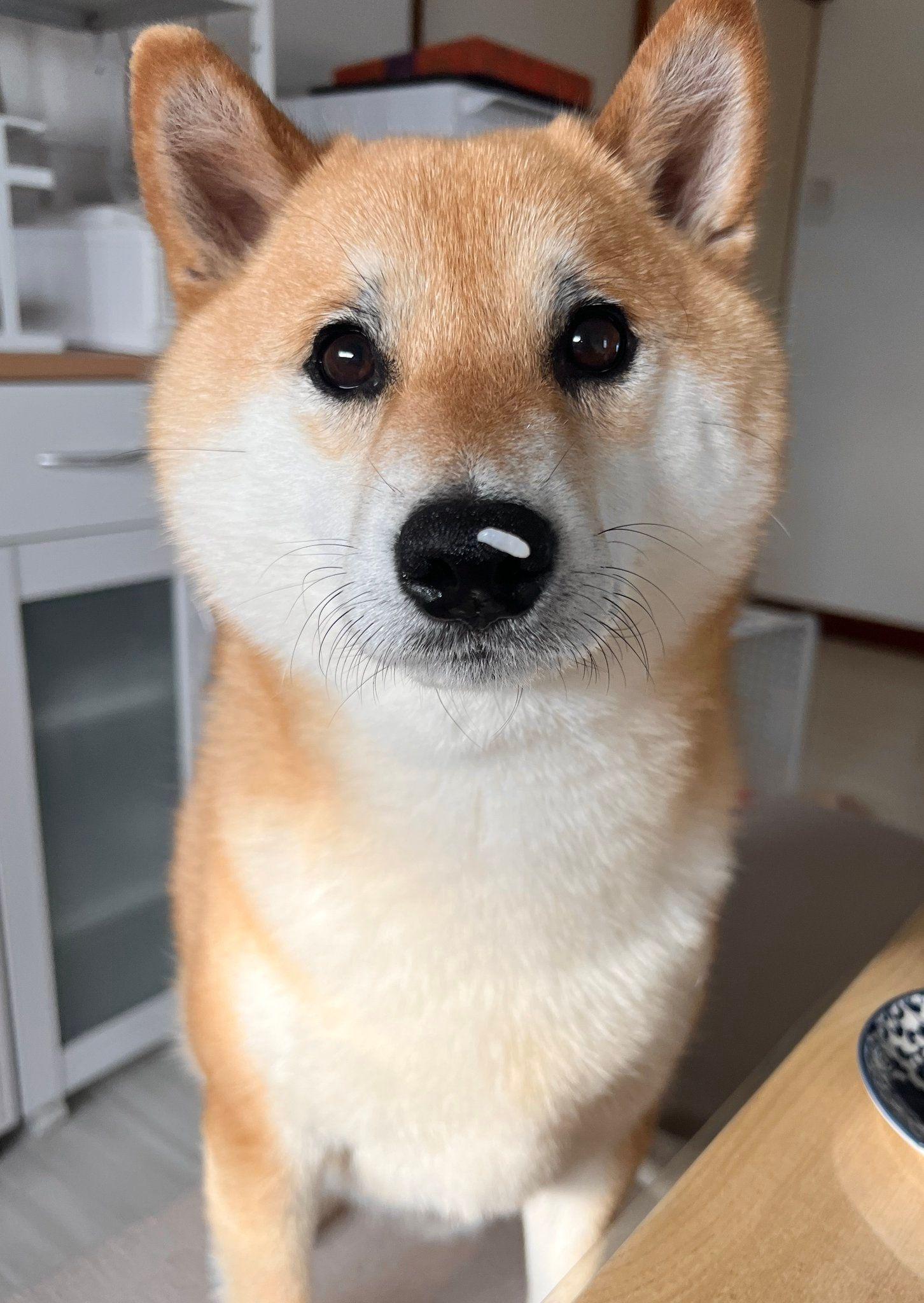 柴犬　ふう太