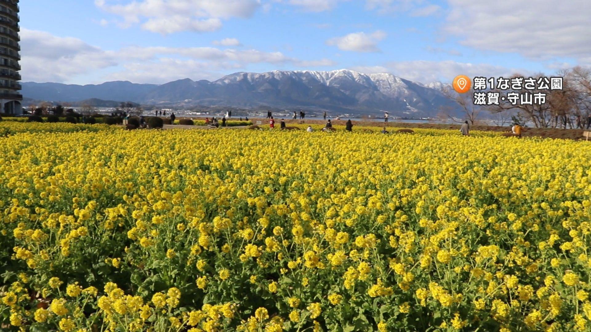 2月上旬が見頃！一面に広がる黄色い菜の花畑　滋賀県に訪れた春の絶景