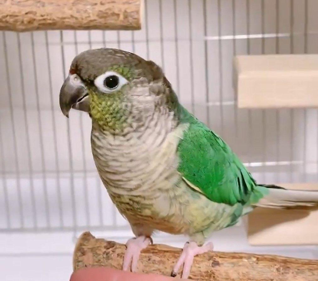 アニマル・インコ12