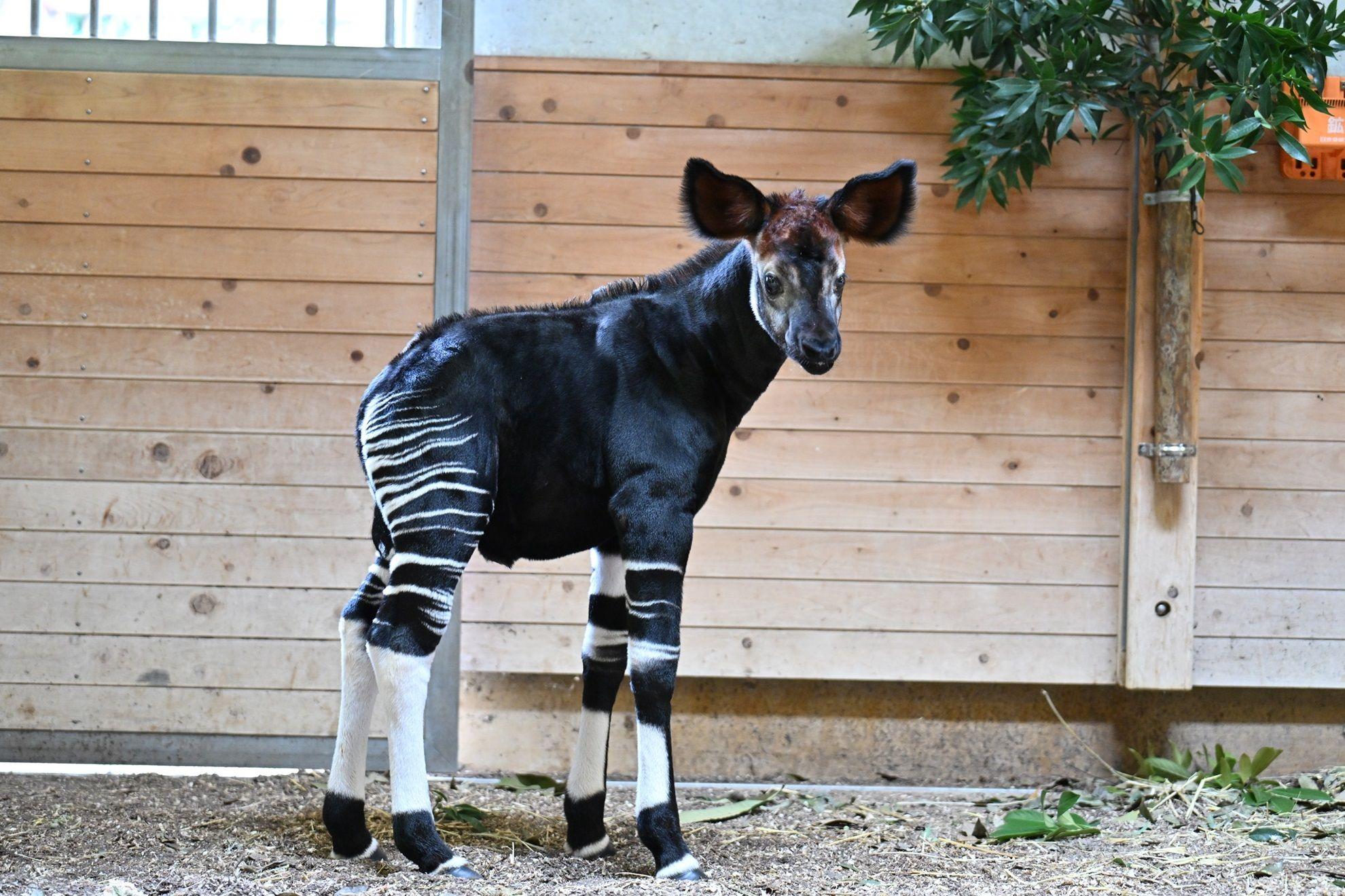 よこはま動物園で誕生した、オカピの赤ちゃんお披露目！