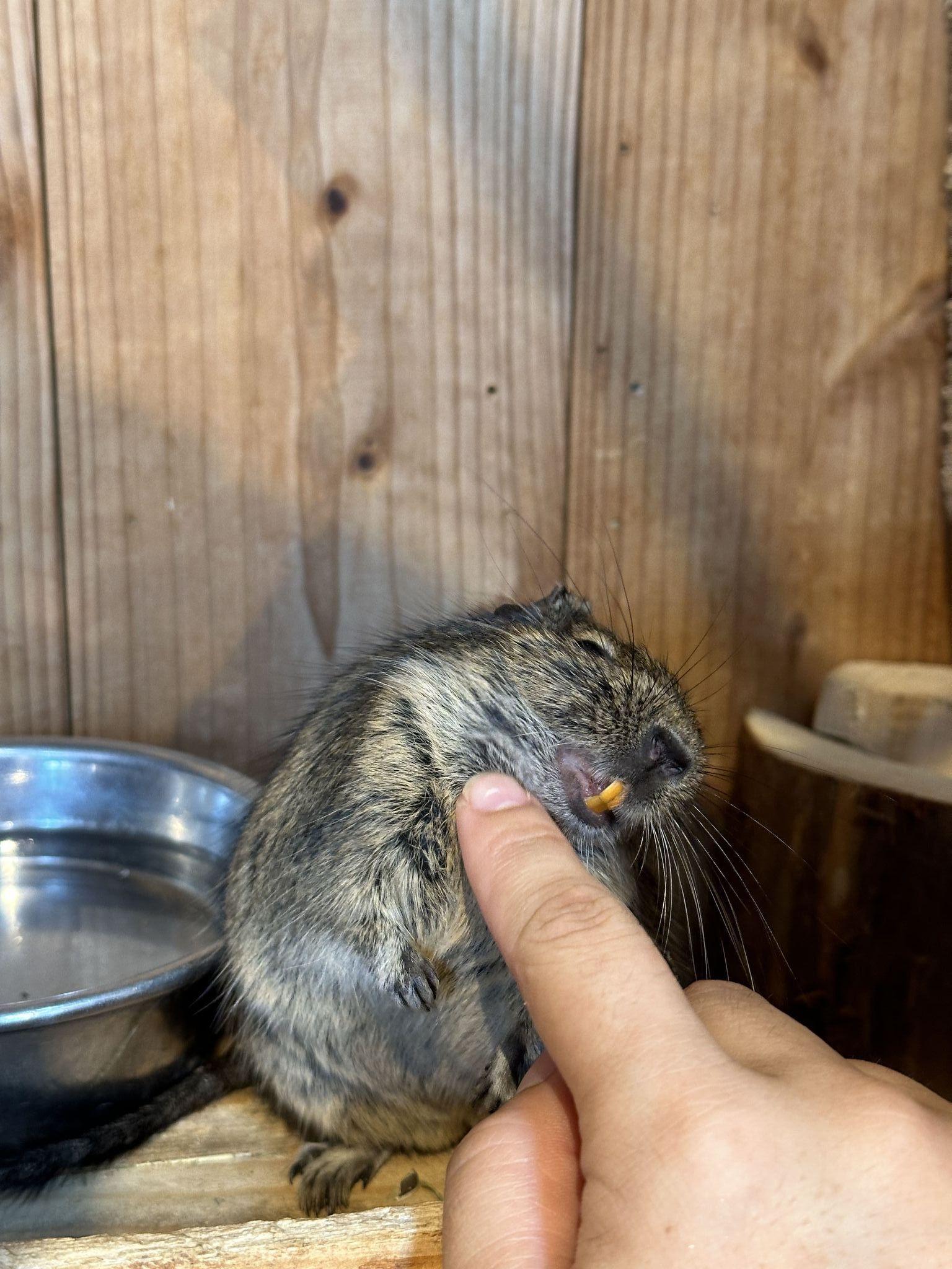 長崎バイオパーク　デグー　カキカキされるつねなり