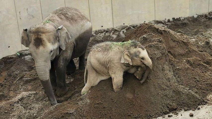 アジアゾウ・円山動物園29