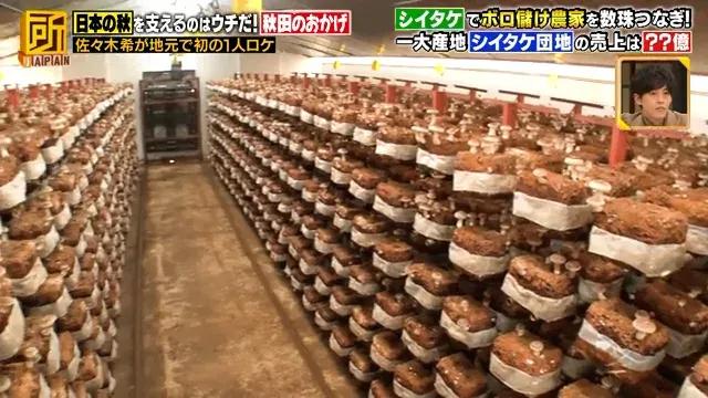 佐々木希「おかげですシリーズ」で故郷・秋田県へロケ初出動！シイタケ団地を紹介_bodies