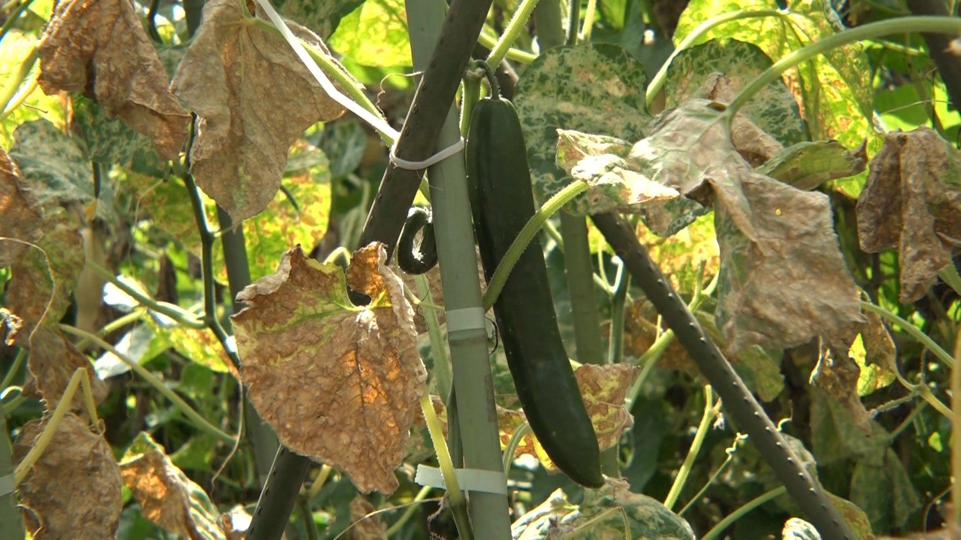 め8野菜高騰 (11)