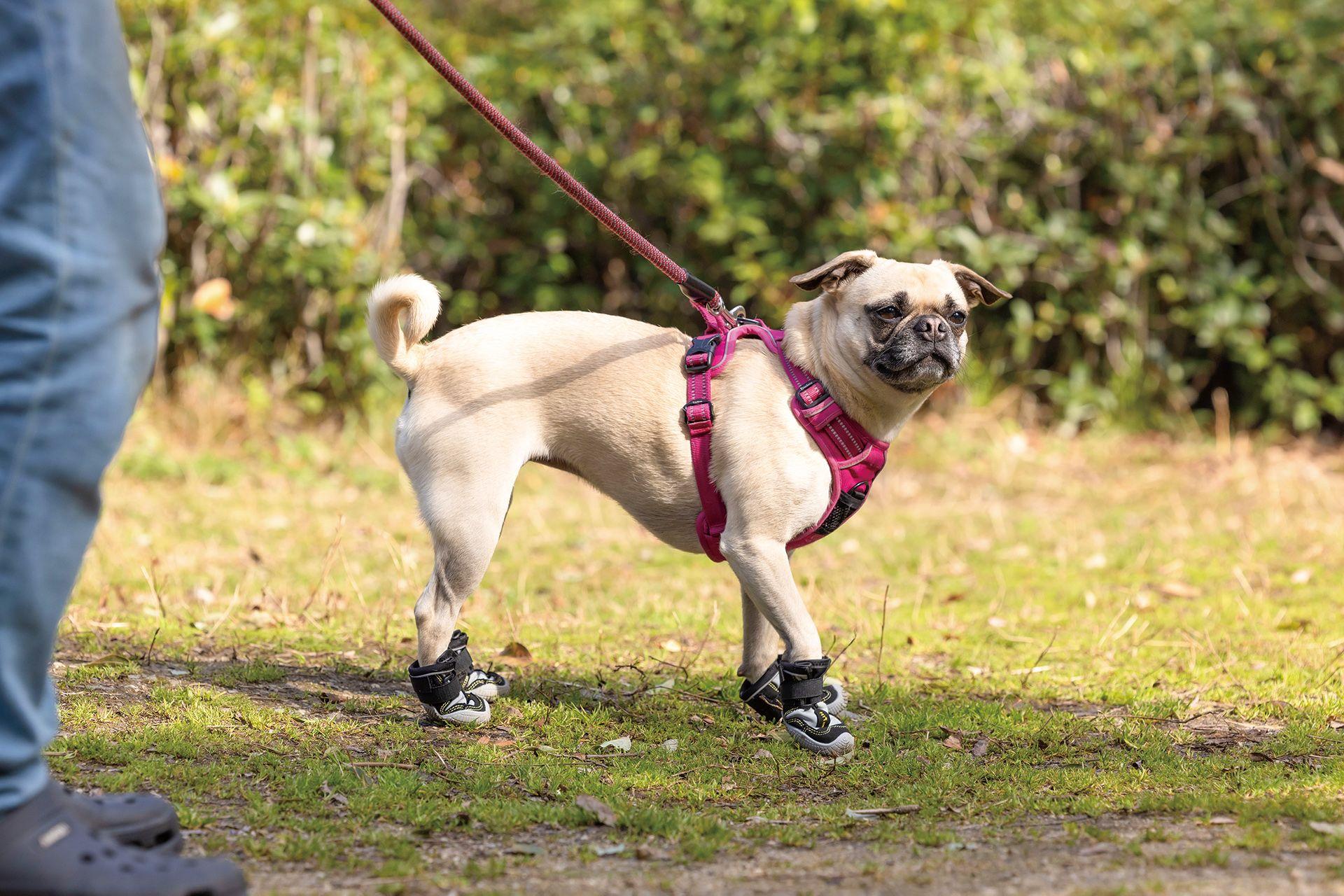 夏の愛犬とのお出かけに！アウトドア向けハードタイプの犬靴「山歩靴（さんぽぐつ）」7月下旬発売予定