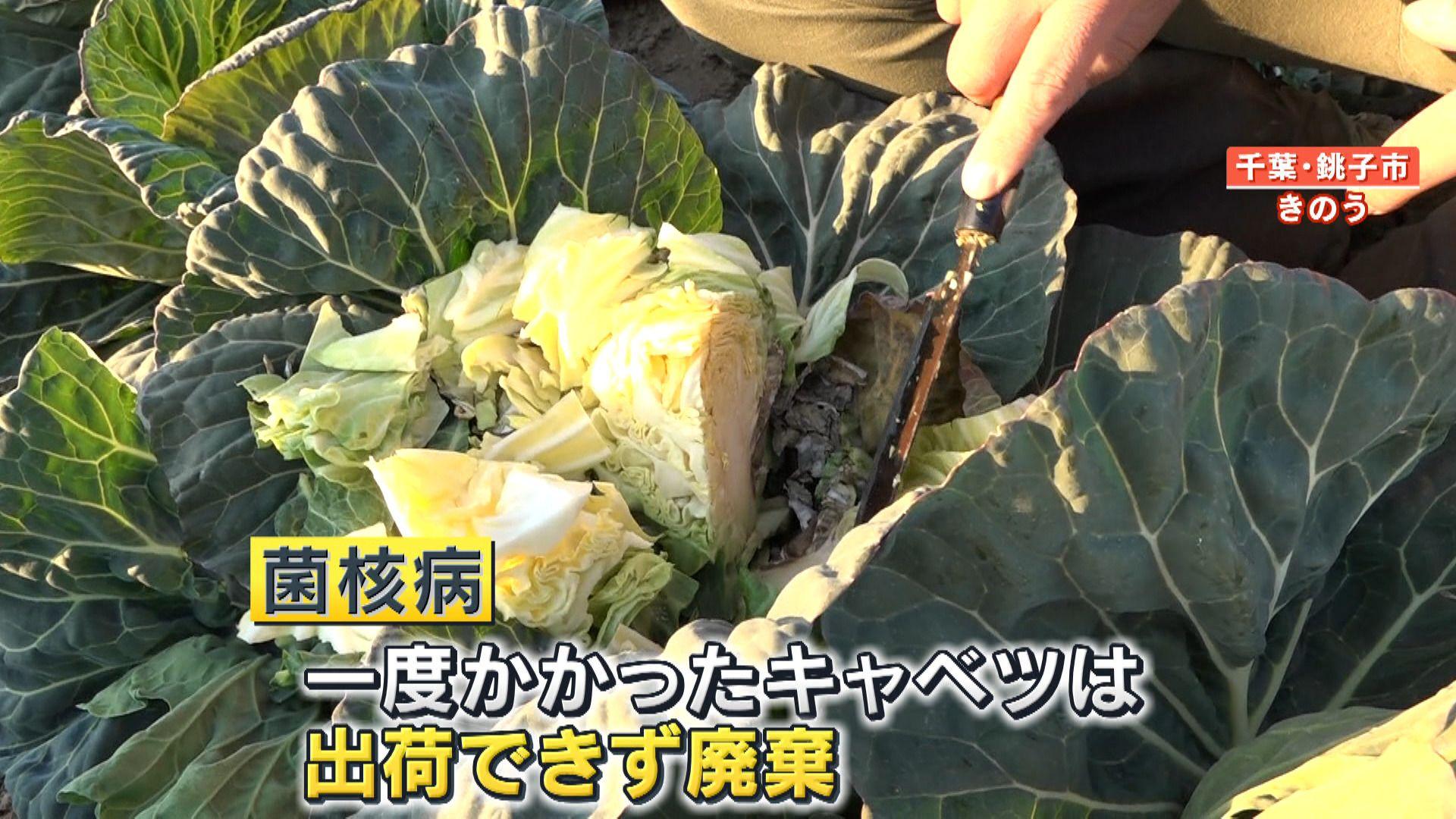 【懸念】値下がりの兆しも…春キャベツ“菌核病”で3000玉が全滅の畑も…「なすすべがない」今後の価格への影響は？