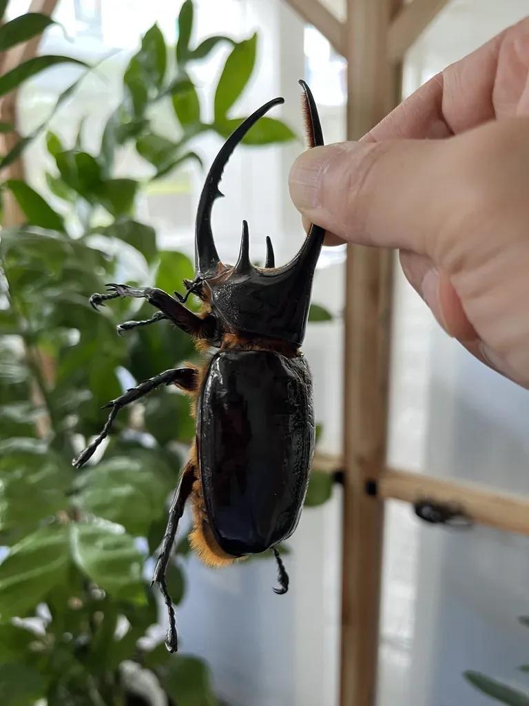 ゴミを食べて育ったカブトムシに癒される。「お台場冒険王」で見つけた自由研究スポット！_bodies