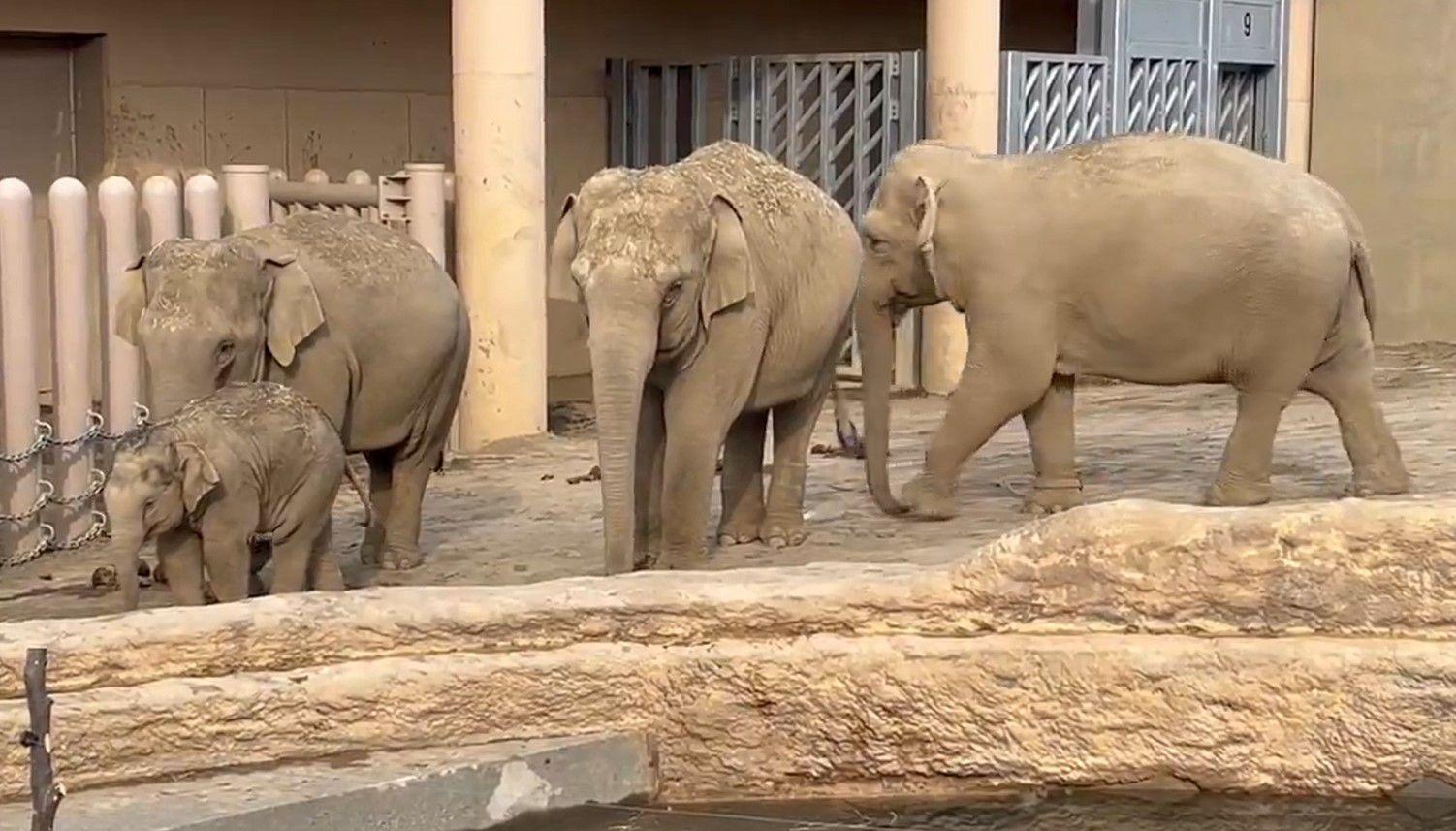 アジアゾウ・円山動物園22