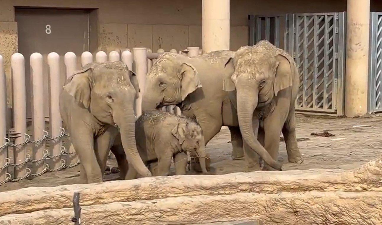 アジアゾウ・円山動物園23