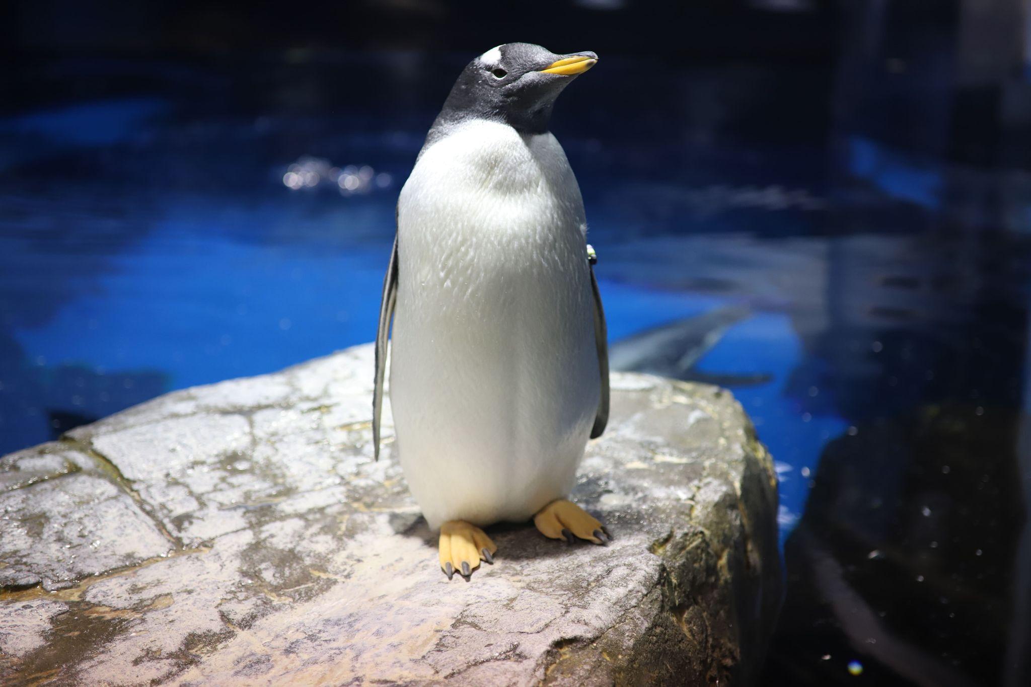 ジェンツーペンギン１（提供：市立しものせき水族館｢海響館｣）