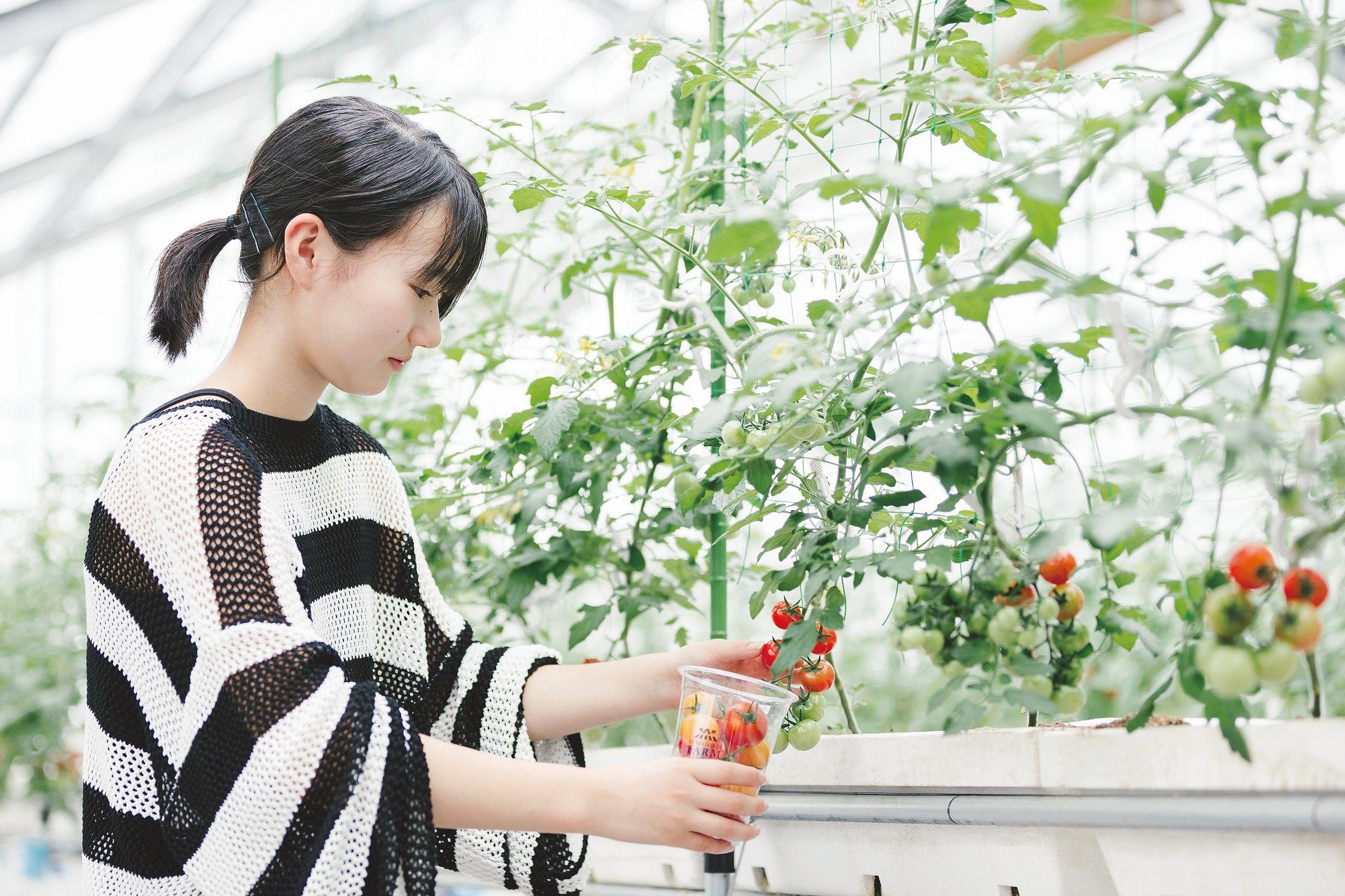 観光農園「SYMBIOSIS FARM by YANMAR」が夏野菜収穫やピザ作りを体験できる夏季営業を開始