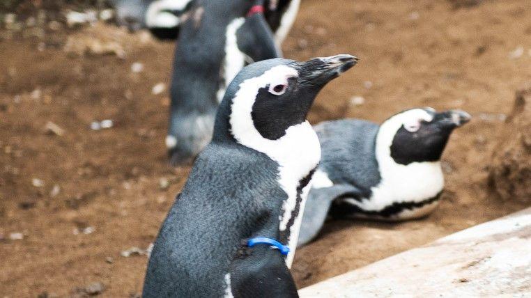 まるで“社会科見学”？！水族館のお魚エリアにペンギンを解放した様子が「平和で癒される光景」と話題【激かわアニマル奇跡の瞬間】