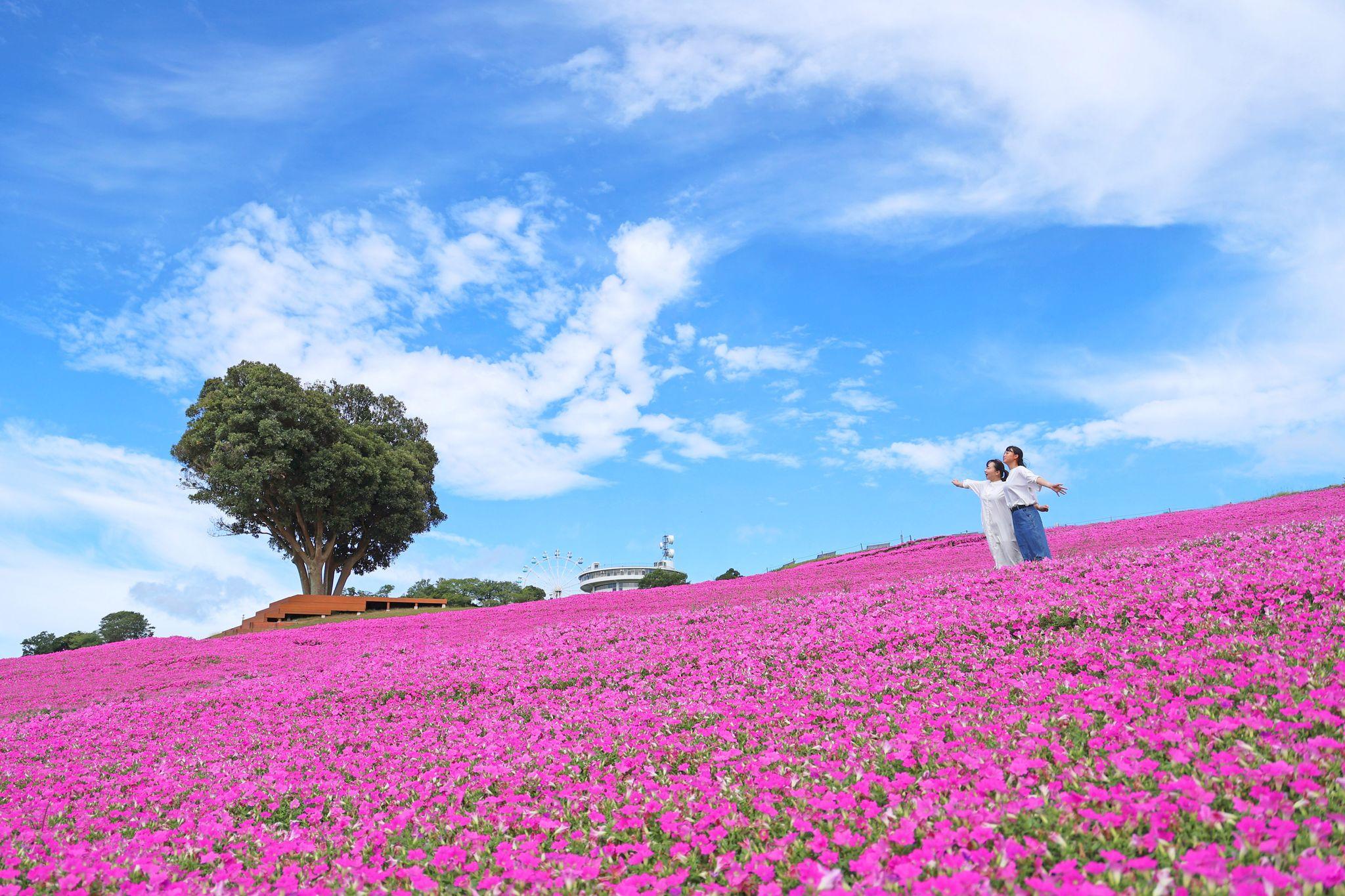 マザー牧場に桃色の絶景が登場！2万株の花が咲く『桃色吐息』の花畑が見頃入り！