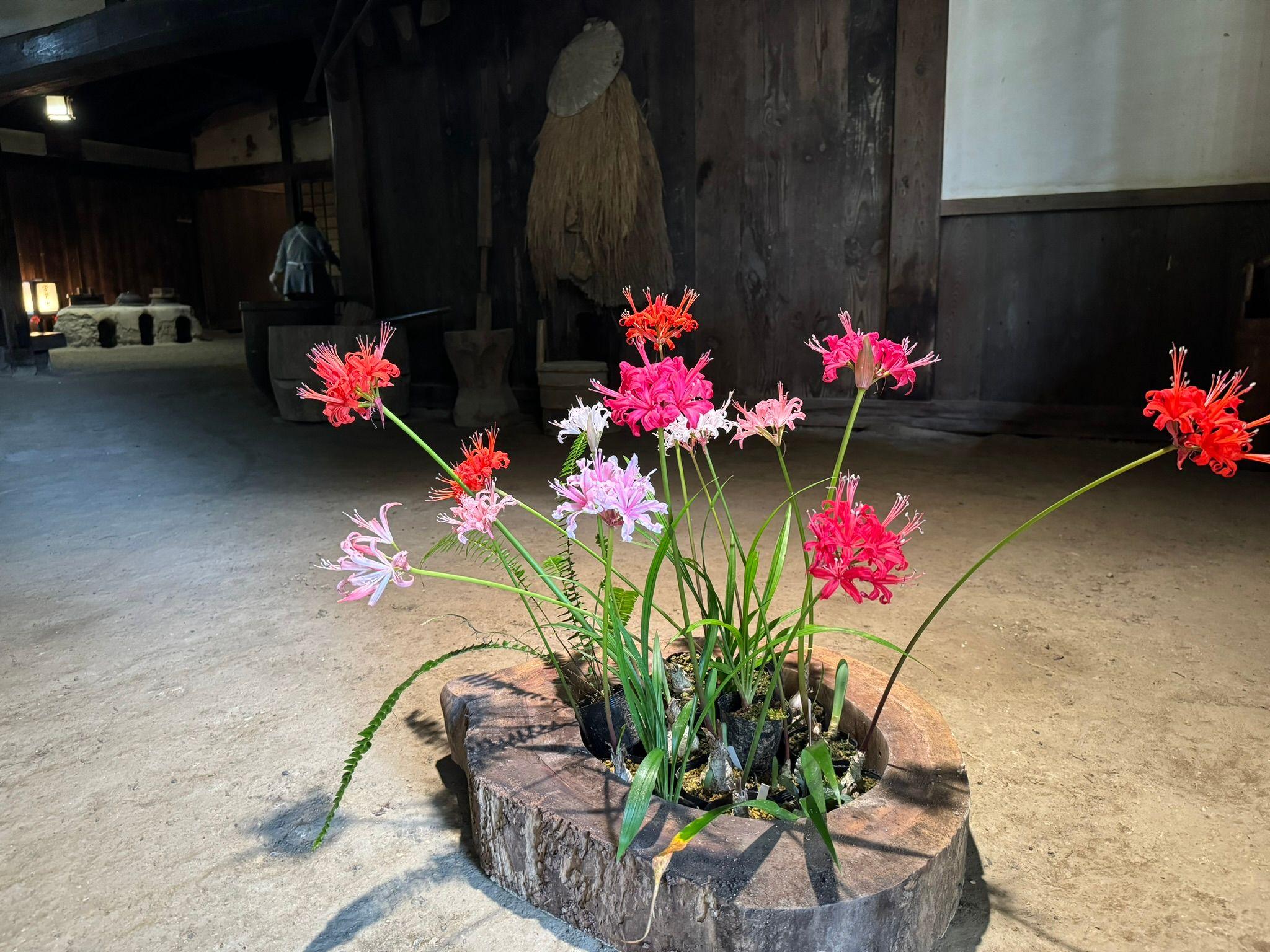 加茂荘花鳥園（静岡県掛川市）：「最後のダイヤモンドリリー展」開催中