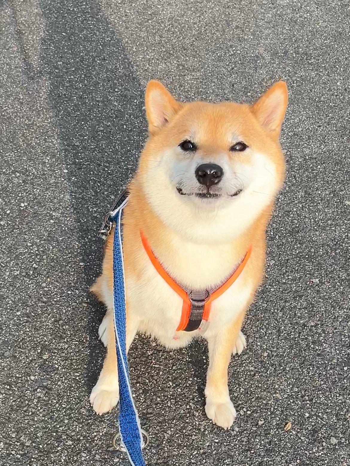 柴犬　ふう太