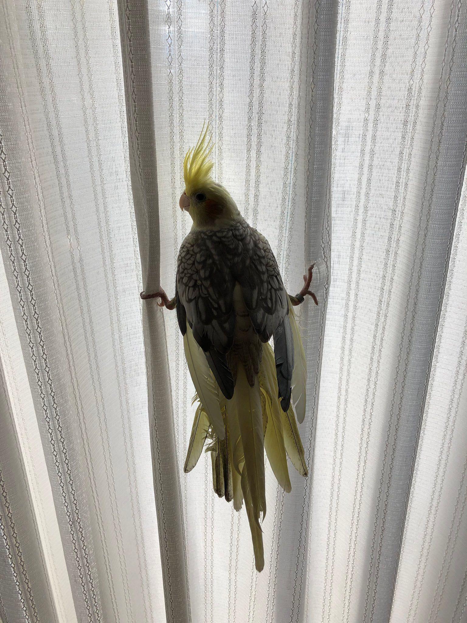 インコ