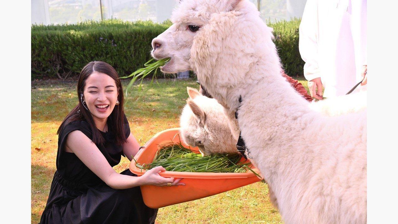 広瀬すず アルパカとの触れあいに大興奮「目がめちゃくちゃかわいい！」_site_large