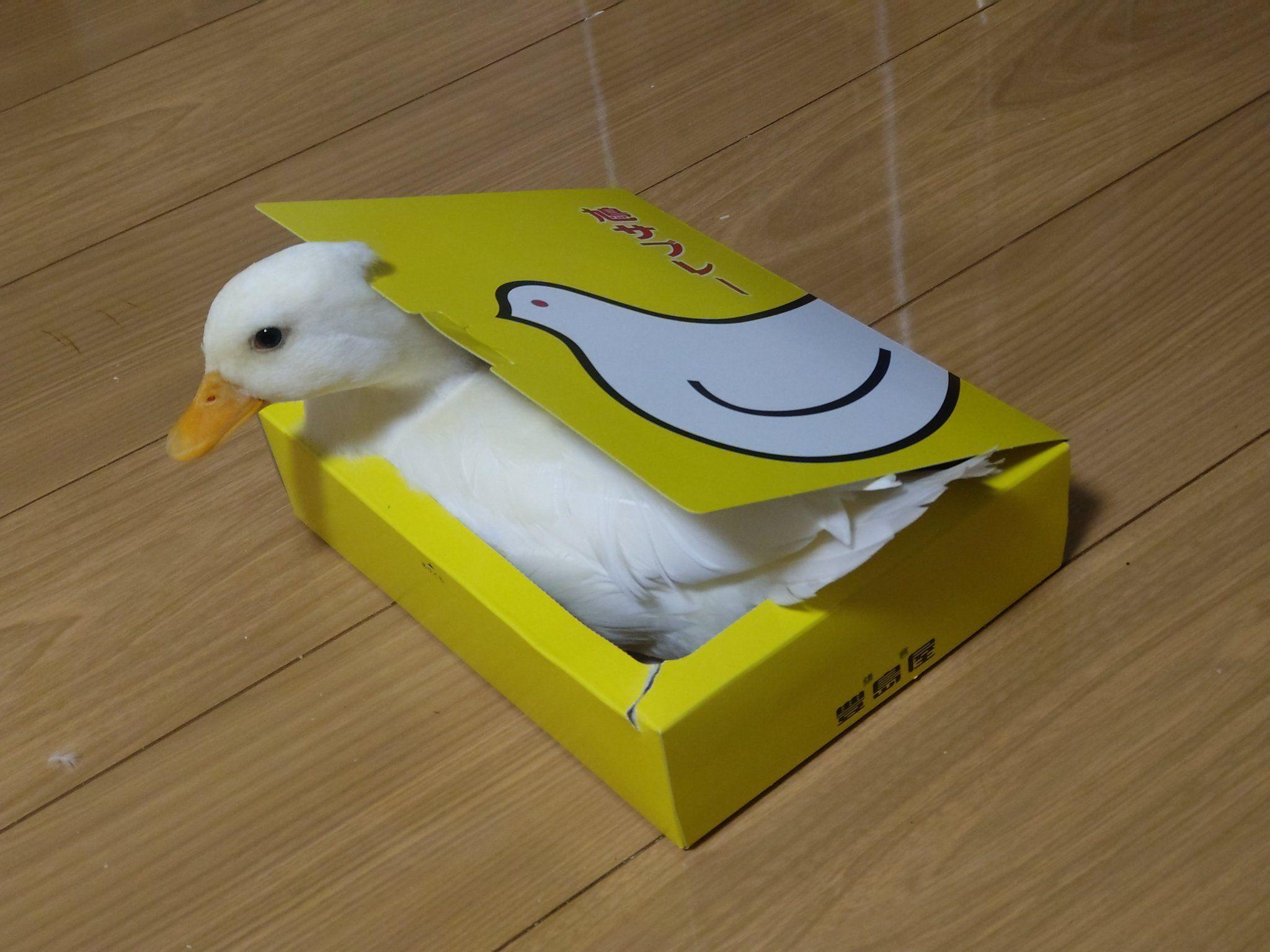 鳩サブレーにアヒル1