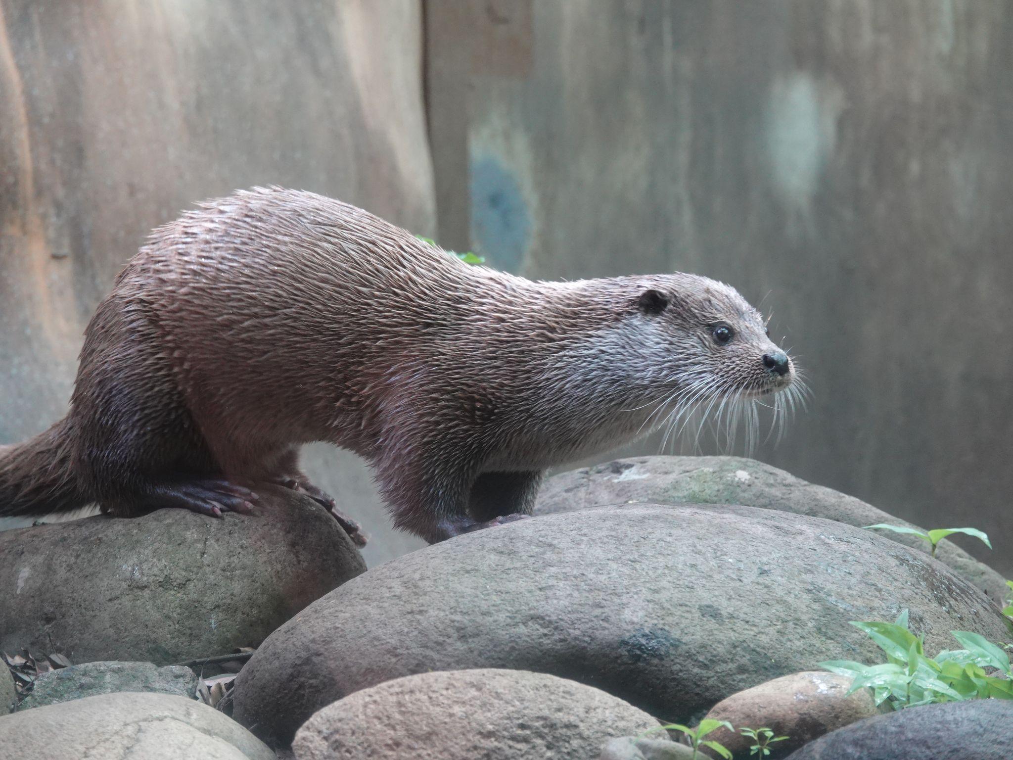 ユーラシアカワウソ（リヴ）