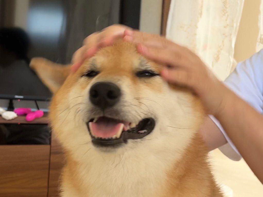 柴犬　ふう太