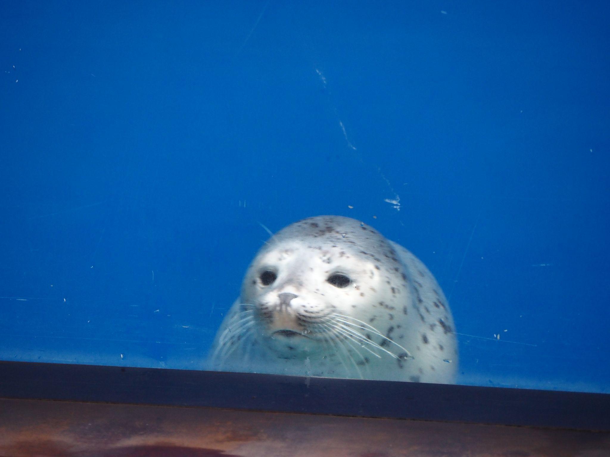 提供：上越市立水族博物館 うみがたり 