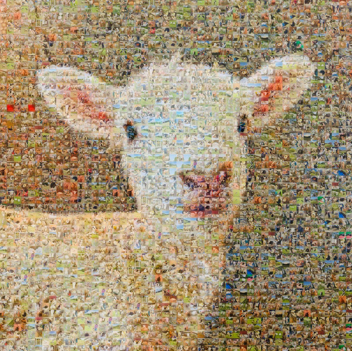 【話題】1枚の「羊の写真」にいいね集まる！よく見ると…そこには担当者の愛あふれる“ある秘密”が【激かわアニマル奇跡の瞬間】