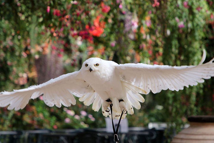 ＜お知らせ＞富士花鳥園は2025年1月14日（月）から休園します