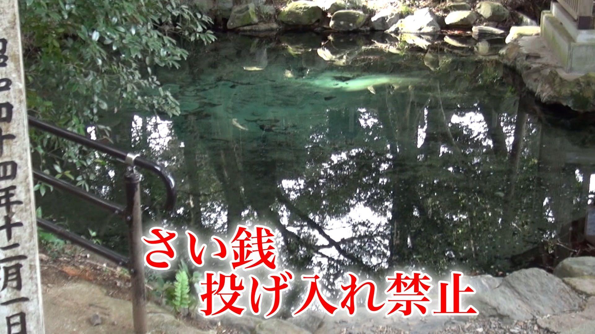 「さい銭投げないで！」泉龍木で有名な泉神社が注意喚起… “平成の名水百選”の水質悪化を懸念