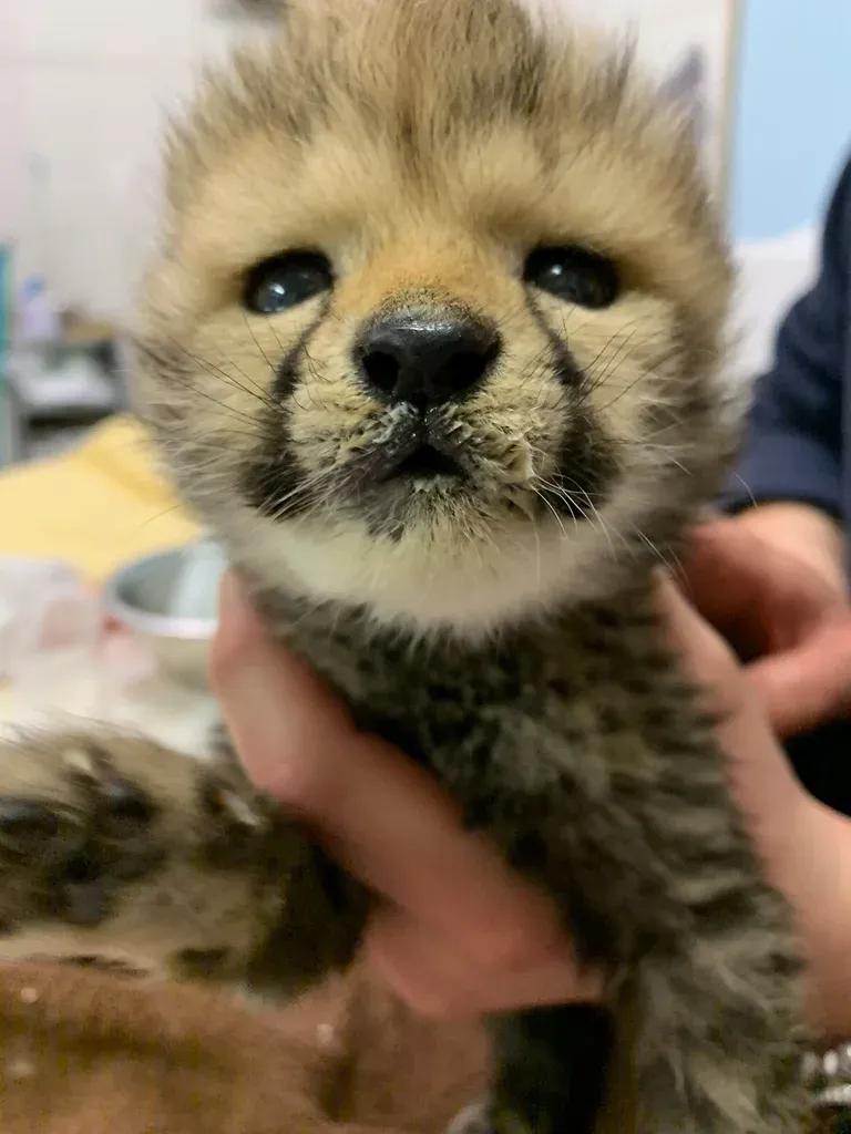 赤ちゃんチーターも！動物園や水族館の様子をSNSで配信中 「#休園中の動物園水族館」 で癒しの時間を_bodies